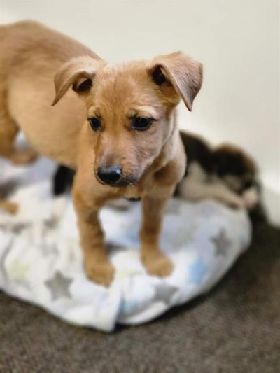 Adopt a pet from Odin