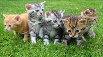 Two days left of animal week