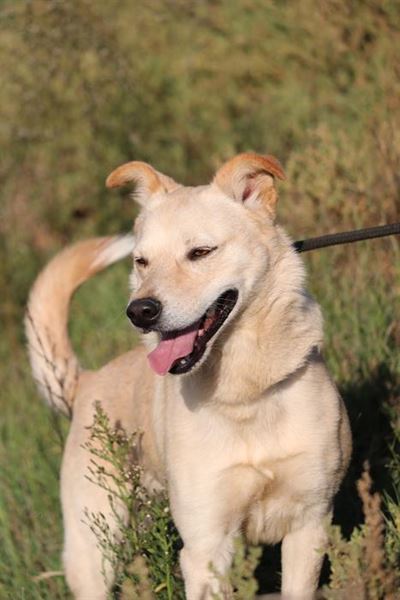 Tails wagging in waiting at Odin