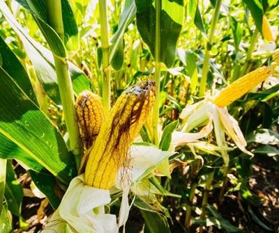 Understanding the value of maize 