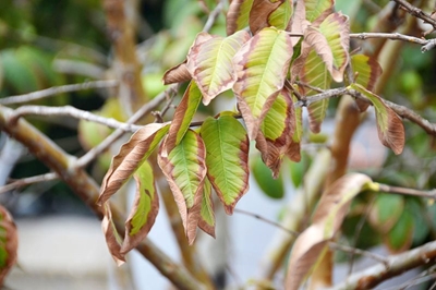 Inwoners bekommerd oor plante wat vrek
