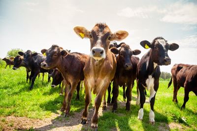 ‘Net zero isn’t feasible for agriculture sector’