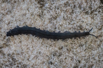 Nuwe fluweelwurmspesie in Klein-Karoo ontdek