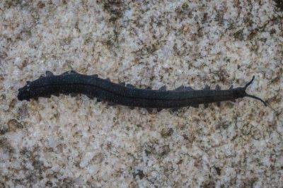 Nuwe fluweelwurmspesie in Klein-Karoo ontdek