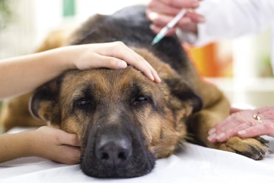 Rabies outbreak takes grip in KZN