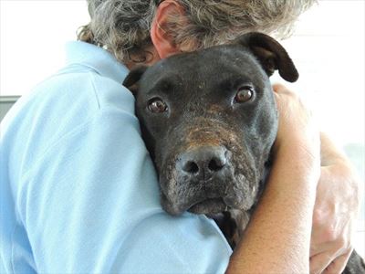 Stressed about taking your pet for its annual check-up?