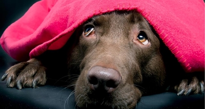 Thunderstorm phobia in dogs