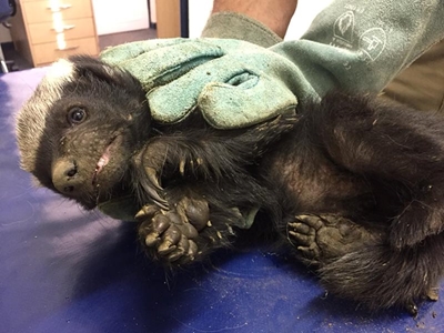 Injured honey badger receives care