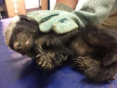 Injured honey badger receives care