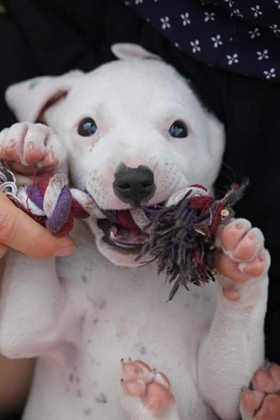 Dogs available for you at Odin