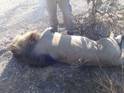 Limpopo predator park to beef up security after poisonings