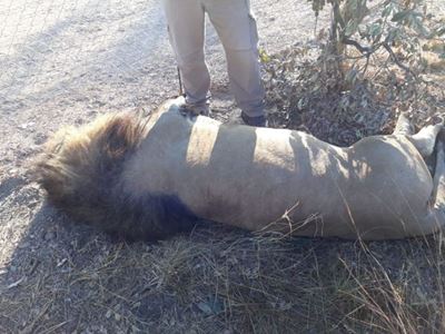 Limpopo predator park to beef up security after poisonings