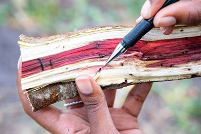 What to do about shot hole borer