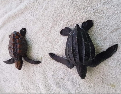Look out for turtle hatchlings on beach