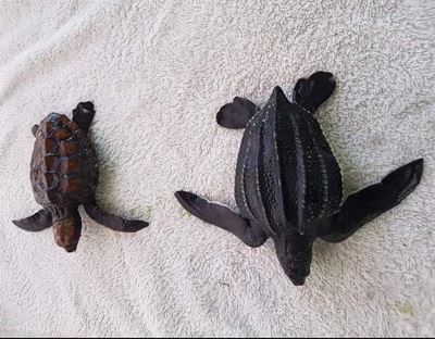 Look out for turtle hatchlings on beach