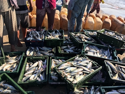 Western Cape fishing harbours revamp almost complete