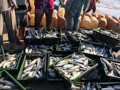Western Cape fishing harbours revamp almost complete