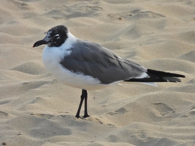 Birders delighted about gull sighting, a first for SA