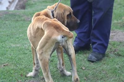 60 emaciated boerboels rescued
