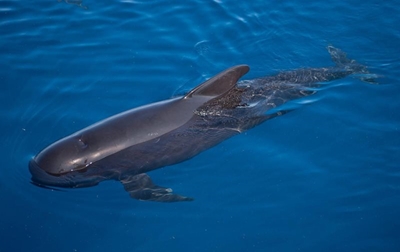 Stranded whales refloated in New Zealand but concerns remain
