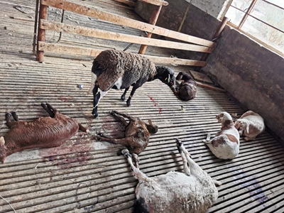 Honde verskeur skape