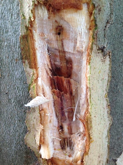 Knysna manages to escape the mighty tree-killer bug – for now