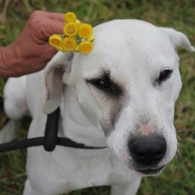 Many to adopt at Odin