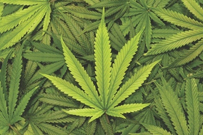 Concern over cannabis claim