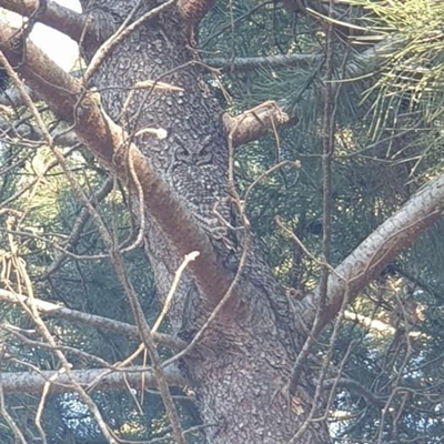 Can you spot the owl?