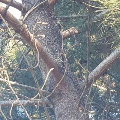 Can you spot the owl?