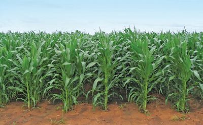 Smaller maize harvest anticipated – Crop Estimates Committee