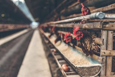 SA poultry edges closer to being a R60bn industry