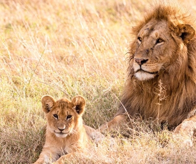 Lion on the loose in the North West after jumping off back of bakkie