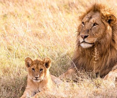 Lion on the loose in the North West after jumping off back of bakkie