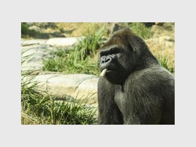 Gorilla escapes Pretoria Zoo enclosure