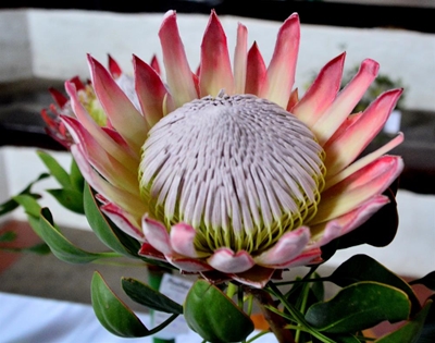 Blommeskou dié week