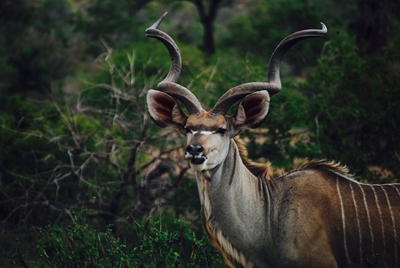 2-year old dies after driver swerves for kudu