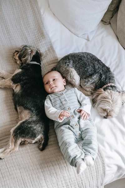 Preparing your dog for a baby