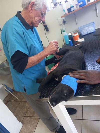 Dog's ears cut off