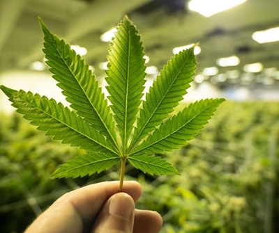 Western Cape takes lead in cannabis industry development