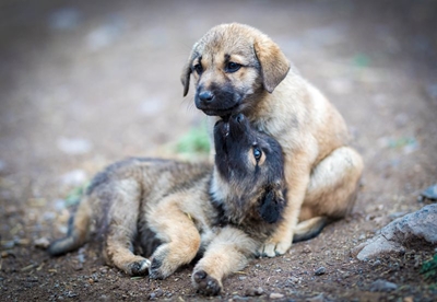 Run or walk for animals in need