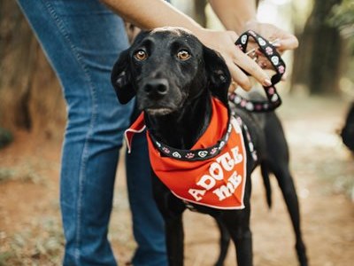 Walk, wag and win at fundraiser for animals in need 