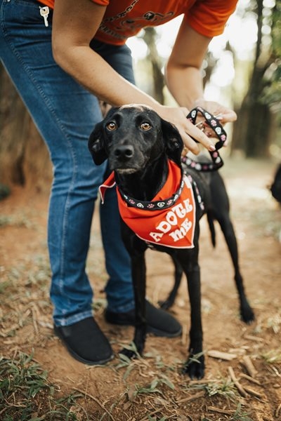 Walk, wag and win at fundraiser for animals in need 