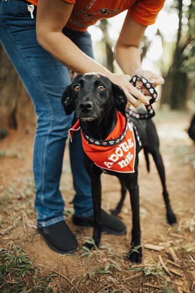 Walk, wag and win at fundraiser for animals in need 