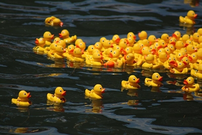 Getting their ducks in a row
