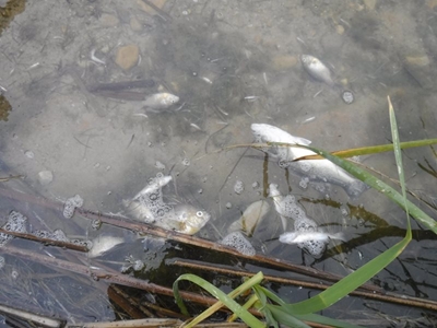 Groenvlei fish die-off: Do not eat fish