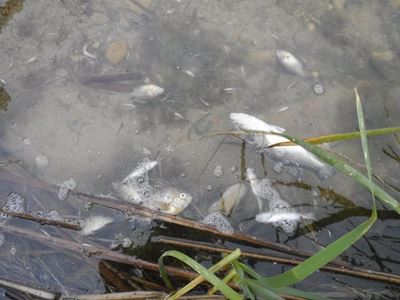 Groenvlei fish die-off: Do not eat fish