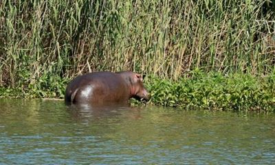 Rumours swell that Hartbeespoort hippo will be shot
