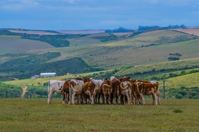 KZN Foot and Mouth Disease boundaries extended