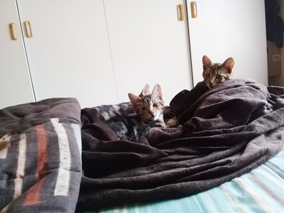 Help us find our home